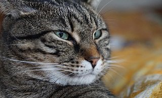 Ein Autofahrer flüchtete vom Unfallort nachdem er eine Katze angefahren hatte. - (Symbolbild) Pixabay
