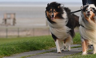 Hunde sind trotz relativ hoher Kosten in OWL beliebt. - dpa