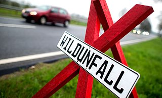 Am häufigsten von Wildunfällen betroffen sind bundesweit Rehe. Im Kreis Gütersloh sind von April 2024 bis März 2025 insgesamt 1.122 Tiere im Straßenverkehr zu Tode gekommen. - Hauke-Christian Dittrich/dpa
