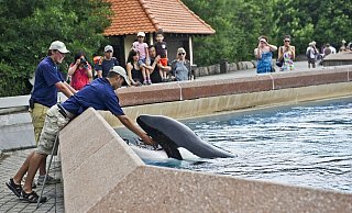 Der inzwischen geschlossene Freizeitpark in Kanada warnt, er müsse womöglich seine Tiere einschläfern. (Archivbild) - Randy Risling/Toronto Star/Zuma Press/dpa