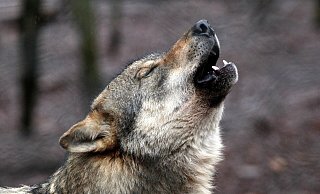 Der erneute Nachweis eines Wolfes bei Lichtenau hat für Besorgnis in der Bevölkerung geführt. (Symbolbild) - Fynn Müller