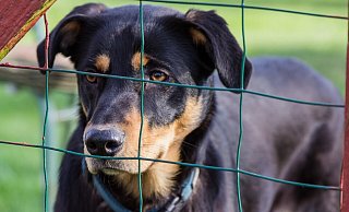 Großzüguge Spende ans Gütersloher Tierheim: Die Cousine der ehemaligen Haller Lehrerin wird die Summe „zu gegebener Zeit übergeben". - Symbolfoto/Pixabay