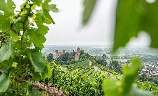 Die Reben auf den Weinbergen rings um das Schloss Ortenberg im badischen Ortenaukreis wachsen auf alten Granitböden und verleihen den daraus produzierten Weinen besondere mineralische Tiefe. - Silas Stein/dpa/dpa-tmn