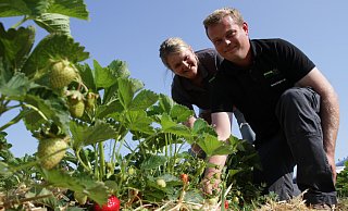 Das perfekte Erdbeerwetter: Julia und Simon Engemann schauen nach den Bio-Früchten auf ihren Feldern bei Willebadessen-Eissen. - Dieter Scholz