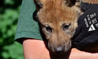 Stimmen Sie ab: Die kleinen Wölfe im Tierpark Olderdissen sollen getauft werden. - NW