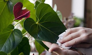 Einmal wischen, bitte: Eine Staubschicht auf den Blättern kann die Energiegewinnung einer Pflanze einschränken. - Silvia Marks/dpa-tmn