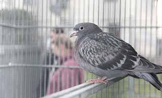 Diese Stadttaube wartet darauf, dass sich ein paar Wochen der Schlag öffnet. - Jutta Steinmetz