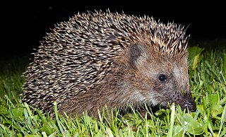 Igel sind dämmerungsaktiv und durchstreifen große Gebiete auf ihrer Suche nach Käfern, Spinnen oder Asseln. Sind zu dieser Zeit Mähroboter aktiv, kann das gefährlich für die Stacheltiere werden. - NABU Lippe/ Hans Dudler