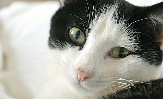 Katze Sam wurde mit ihren Geschwistern und ihrer Mutter in einem Garten gefunden. - Pixabay/Symbolbild