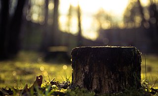 Zeitnah sollen im Stadtpark neue Bäume nachgepflanzt werden. - Symbolfoto/ Pixabay