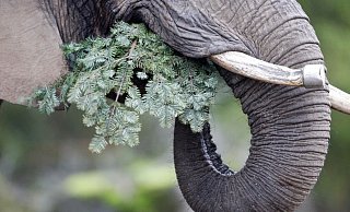 Die afrikanische Elefantendame Daisy verspeist einen Tannenbaum. - Foto: Roland Weihrauch/dpa