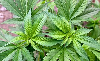 Cannabis ist eine psychoaktive Substanz aus der Hanfpflanze. - Patrick Pleul/dpa