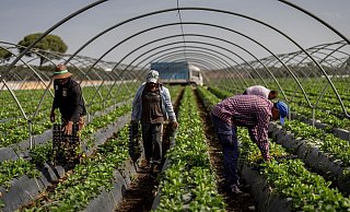 Der Erdbeeranbau könnte damit nach Meinung vieler dem Naturparadies Doñana in Spanien den Todesstoß versetzen. - Bernat Armangue/AP/dpa