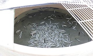 Mehrere Tausend Fische verendeten in einer Forellenzuchtanlage bei Höxter-Ottbergen. - Polizei Höxter