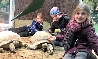 Auf Tuchfühlung mit Schildkröte Günther: Einen Tag lang durften Jonna, Johann und Frieda im Tierpark Herford als Tierpfleger mit in den Gehegen arbeiten. - Anneke Quasdorf