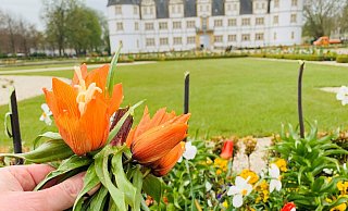 Unbekannte Täter haben die Blüten von rund 500 Kaiserkronen abgeschnitten. - Schloss und Auenpark Gesellschaft