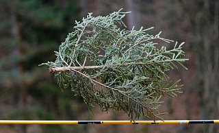 Könnten Sie einen Weihnachtsbaum mehr als sieben Meter weit werfen? Falls ja: Ab ins rheinland-pfälzische Weidenthal! Dort trifft sich alljährliche die Elite dieses - sagen wir - Sports. - Uwe Anspach/dpa