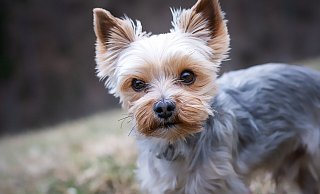 Auch der Yorkshire-Terrier schafft es in Höxter in die Liste der zehn beliebtesten Hundearten. - Pixabay/Pezibear