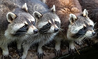 Niedlich anzusehen, aber für die Bürger, die ihn mittlerweile täglich ertragen müssen, eine echte Plage: der Waschbär. - Pixabay/Symbolbild