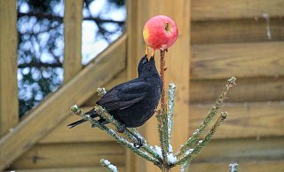 Zweite Chance: Eine Amsel pickt an einem Apfel auf einem ausgedienten Weihnachtsbaum. - Hans Benn/Pixabay