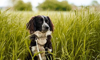 Werden Hunde künftig eine Auslauffläche an der Weser bekommen? Der Stadtrat hat jetzt grünes Licht für eine Probephase gegeben. - Pixabay/felix_w