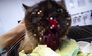 Triggerwarnung (Klarfoto mit Verletzung im Text): Das Tier ist am Kopf schwer verletzt worden. Tierärztin und Halterin haben einen schlimmen Verdacht. - Privat