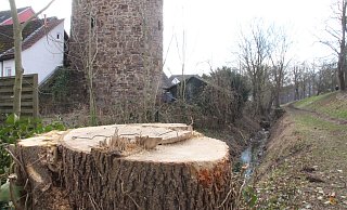 Gegenüber des historischen Roten Turms der alten Höxteraner Stadtmauer auf der Höhe des Petriwalls wurde ein Baum gefällt. - Burkhard Battran