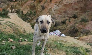 Das türkische Parlament hat ein umstrittenes Gesetz zum Umgang mit Straßenhunden verabschiedet. (Foto Archiv) - Christine-Felice Röhrs/dpa