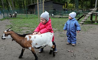 Malina und Lias - beide 2 Jahre alt - sind mit ihren Müttern aus Vlotho angereist und vergnügen sich mit den kecken Ziegen im Streichelzoo. - Frank-Michael Kiel-Steinkamp