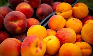 Kein Grund zur Sorge: Gespaltene Kerne bei Pfirsichen, Nektarinen oder Aprikosen sind meist harmlos. - Sina Schuldt/dpa/dpa-tmn