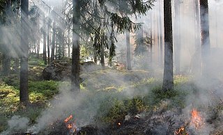 Waldbrandgefahr: In Bielefeld herrscht derzeit die zweithöchste Gefährdungsstufe. - Symbolfoto Pixabay
