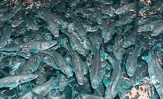 Der Wolfsbarsch gehört zu den bekanntesten Speisefischen Europas. - Seawater Cubes