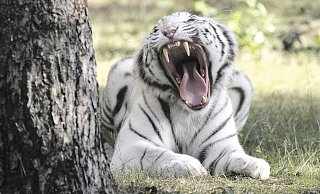 Ein seltener Schnappschuss, den Udo Richter von einem ebenso seltenen weißen Tiger im Safariland gemacht hat. - Udo Richter