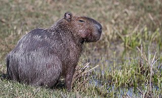 Capybara und andere Wildtiere wurden bei der Operation beschlagnahmt. (Archivbild) - picture alliance / dpa