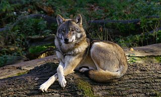 Die Rückkehr des Wolfs auch nach Ostwestfalen-Lippe sorgt immer wieder für heftige Diskussionen.  - Landesforsten