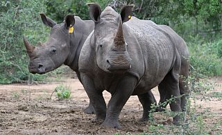 Die Hörner von Nashörnern sind heiß begehrt - vor allem in Asien. - Kristin Palitza/dpa