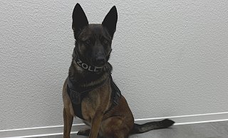 Zoll-Einsatz im Kreis Gütersloh: Die Bielefelder Zollhündin "Skadi" zeigte an zwei im Kofferraum verstauten Kartons den Geruch von Betäubungsmitteln an. - Hauptzollamt Bielefeld