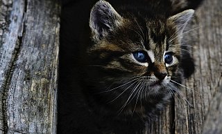 Drei Tiere wurden ärztlich behandelt, sie überlebten aber nicht. - Symbolbild: Pixabay