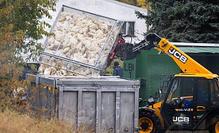 Unzählige Gänse und Enten mussten aufgrund des Vogelgrippe-Ausbruchs in Agrarbetrieben bereits getötet werden. (Archivbild) - Christophe Gateau/dpa