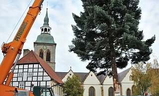 Die knapp 20 Meter hohe Nordmanntanne kam etwas verspätet an den Haken. - Waltraud Leskovsek