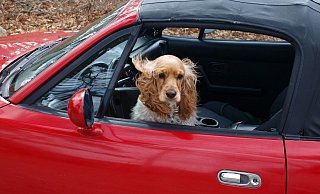 Wer seinen Hund im Auto mitnimmt, muss für ausreichend Frischluft sorgen. - Pixabay (Themenbild)
