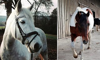 Sammy und Kalle wurden in Herford gestohlen und nach Polen gebracht. - Privat