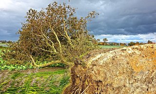 Besonders heftig fallen die Windböen an der Küste aus (Symbolfoto). - Pixabay/ jorono