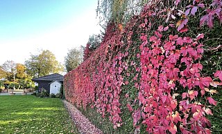 Die prächtige Lebensbaumhecke ist überzogen von einem Teppich aus Wildem Wein. Jedes Jahr im Herbst freut sich Gartenbesitzerin Gerda Nagel über dieses Bild. - Tasja Klusmeyer