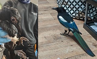 Wie ein neuer Vogel: Nils ist nach einem halben Jahr völlig verwandelt. - Tierschutzverein Bielefeld