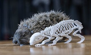 Mit Igel-Dummies werden Versuche unternommen, ob und wie gut Mähroboter die Stacheltiere erkennen und ihnen rechtzeitig ausweichen. Auch Verletzungen können so dokumentiert werden. - Crashtest-Service CTS