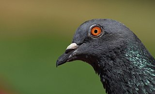 Die Tierrechtsorganisation Peta hat nach dem Tod zweier Taubenküken in Delbrück Anzeige erstattet. - (Symbolbild) Pixabay