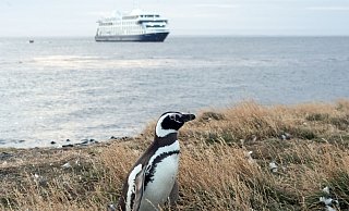 An Land ungelenk, im Wasser pfeilschnell: Auf der Insel Magdalena leben die Magellanpinguine. - Andreas Drouve/dpa-tmn
