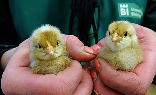 Bielefelder Kennhühner sollen zu den Bewohnern der historischen Hofstelle im Tierpark Olderdissen gehören - hier zwei Küken der Rasse. - Kurt Ehmke