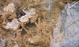 Dieser Pilz wächst derzeit im Bursieksbach und einem Nebengewässer. - NW